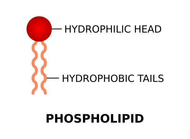 fosfolipid z hydrofilową głową i hydrofobowymi ogonami. struktura cząsteczki fosfolipidów. - s stock illustrations