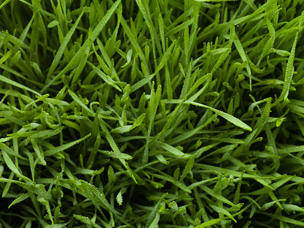 nahaufnahme von tau tropfen auf gras - wheatgrass stock-fotos und bilder