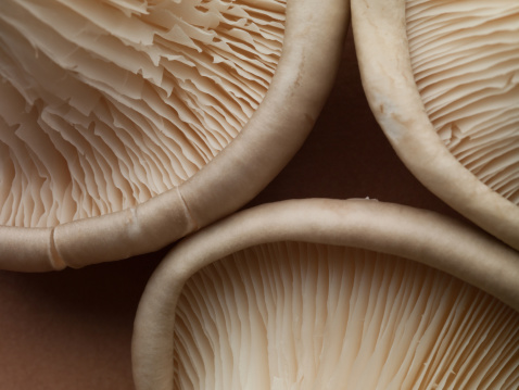 Inverted caps of wild mushrooms of white color. Abstract macro background