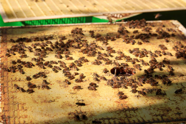 istock Bees - group of bees on the honeycomb cover 1688374130