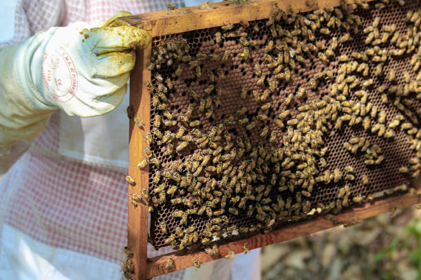 istock beekeeping - close-up of a frame with bees 1688375253