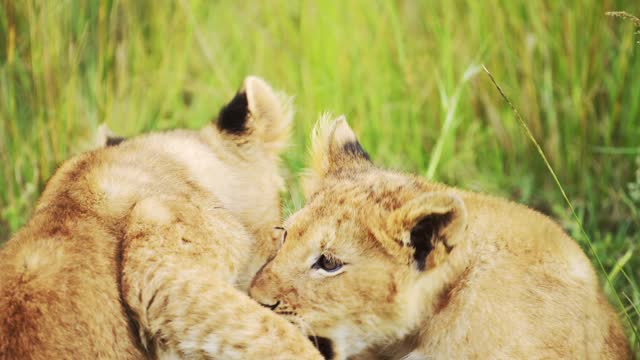 Slow Motion of Lion Cubs Playing in Africa, Adorable Cute Young Baby Safari Animals, Lions Play Fighting in Grass on African Wildlife Safari in Masai Mara, Kenya in Maasai Mara Green Grasses