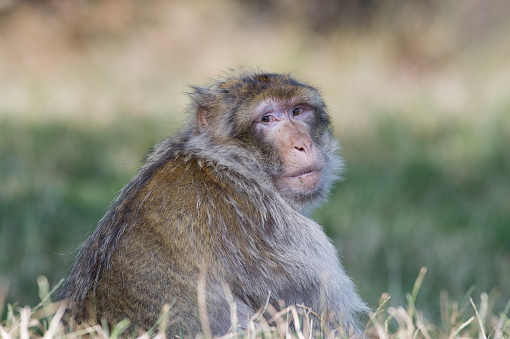 Barbary Macaque in long grass turning to look at the viewer