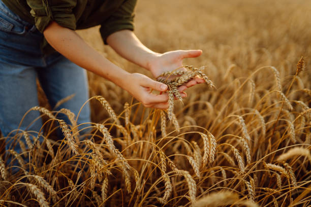 istock Gardener concept. A bountiful harvest. 1688383650