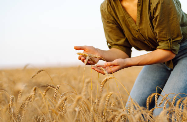 istock Gardener concept. A bountiful harvest. 1688383651