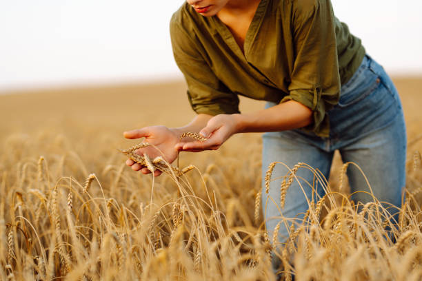 istock Gardener concept. A bountiful harvest. 1688383657