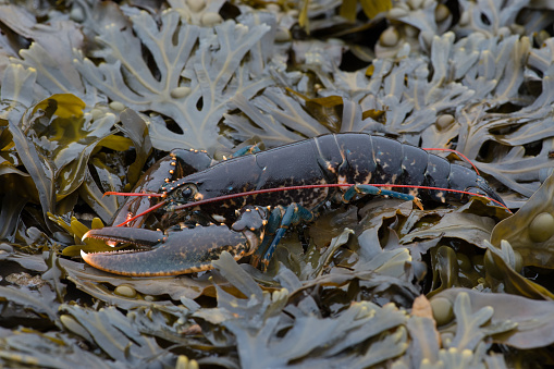 European Lobster on Bladder Wrack Seaweed