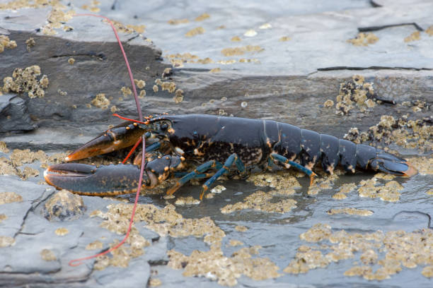 European Lobster (Homarus gammarus)
