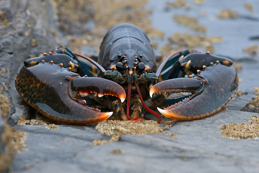 European Lobster on barnacle encrusted rock