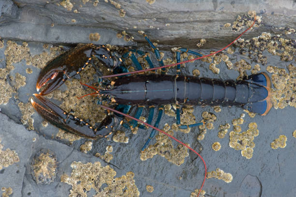 European Lobster (Homarus gammarus)