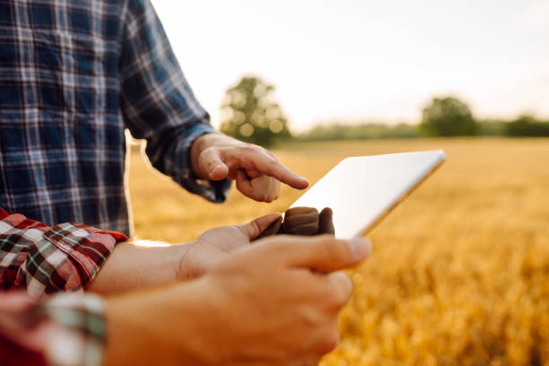 istock Experienced farmers in a golden wheat field with a modern tablet. 1688389444