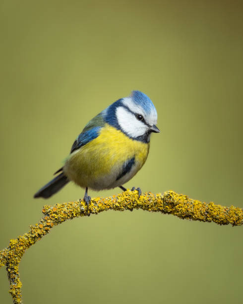istock Bird - Bluetit on winter background, winter time Poland Europe 1688389710