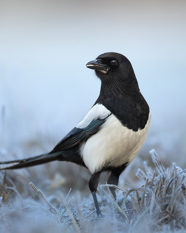 Bird - Magpie Pica pica sitting on the branch winter time, wildlife Poland Europe