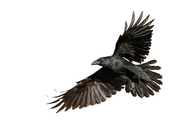 istock Birds flying raven isolated on white background Corvus corax. Halloween 1688390825