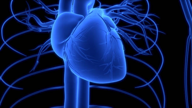 istock Human Circulatory System Heart Anatomy 1688406878