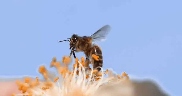 Photo of |European Honey Bee, apis mellifera, Bee in Flight, Foraging Flower, Pollinisation Act, Normandy