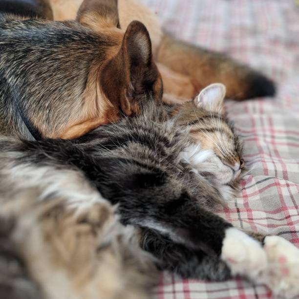 istock Main coon and German Shephard snuggle 1688418110