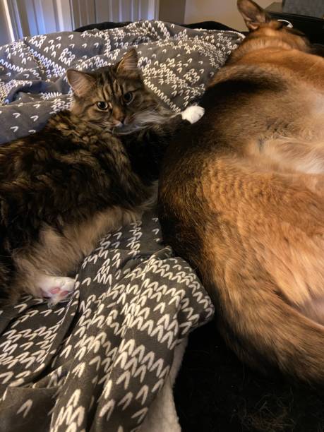 istock Main Coon cat laying with German Shepherd dog 1688420815