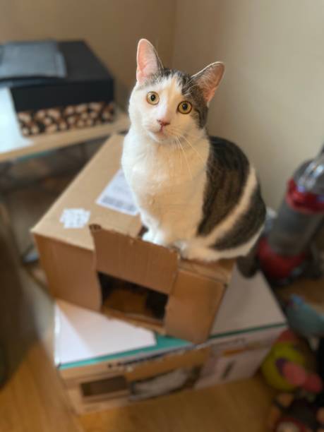 istock Domestic cat on carboard boxes 1688420822