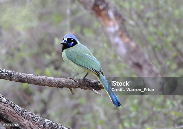 Green Jay Stockfoto und mehr Bilder von Ast - Pflanzenbestandteil - Ast - Pflanzenbestandteil, Baum, Baumgruppe