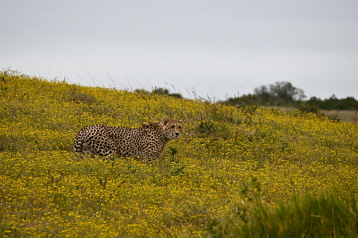 Cheetah in yellow
