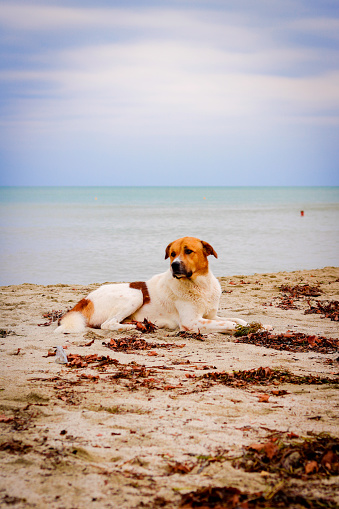 stray dog ​​on the beach