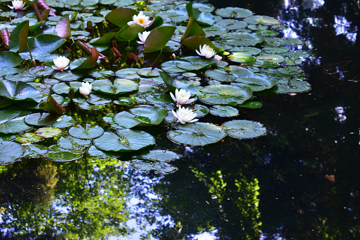 Natural background with a pond, leaves and flowers of a water lily. Dark water. Botanical garden. Beauty in nature