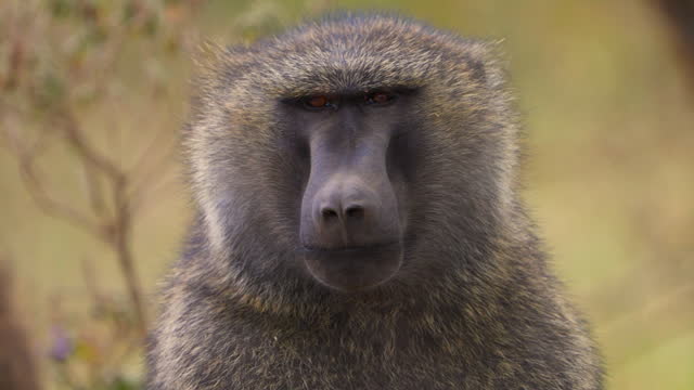 Olive Baboon from Masai Mara close up