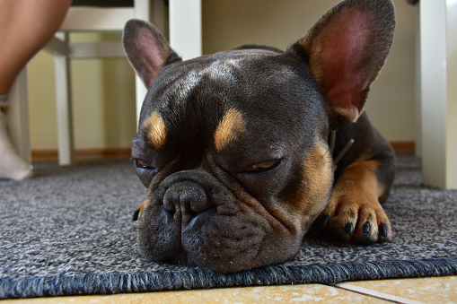 French bulldog of brown and golden color on a grey carpet in the interior. The little dog is sleeping. Pets at home.