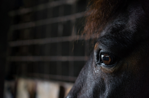Close-up of a mare horse's frightened eyes in the stable. Reflection in her eye.