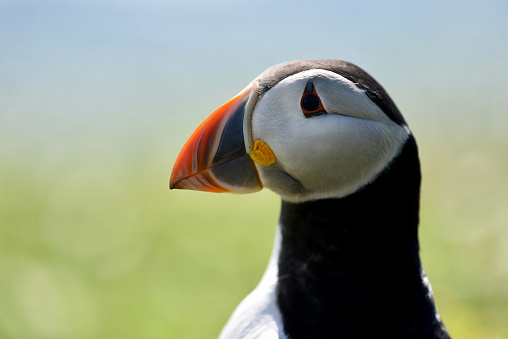 Atlantic Puffin Bird\n\nPlease view my portfolio for more wildlife related photos