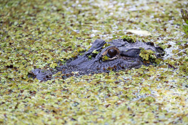 istock Alligator in the water 1688451693