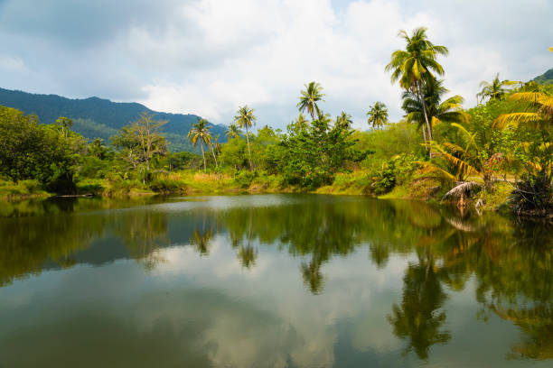 Landscape of marshes, lagoons and palm trees on the island of Koh Chang, in the Gulf of Thailand, Trat province, Southeast Asia. Landscape of marshes, lagoons and palm trees on the island of Koh Chang, in the Gulf of Thailand, Trat province, Southeast Asia. koh chang stock pictures, royalty-free photos & images