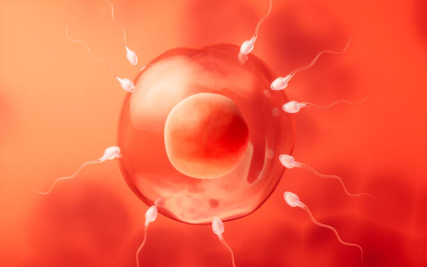 istock The union of sperm and an egg cell, 3d rendering. 1688459745