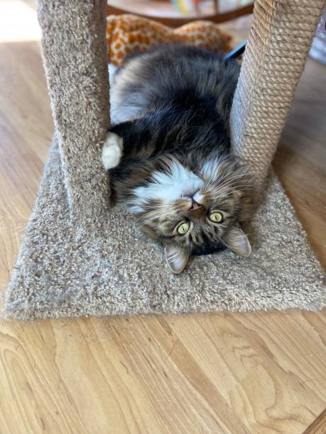 istock Long haired cat on bottom of cat tree 1688462709