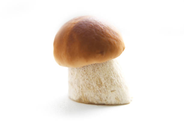 Small porcini mushroom on a white background