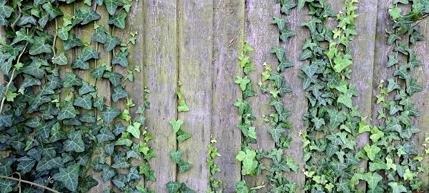 old faded fence made of wood, covered with ivy and