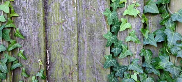 istock wooden fence 1688463681