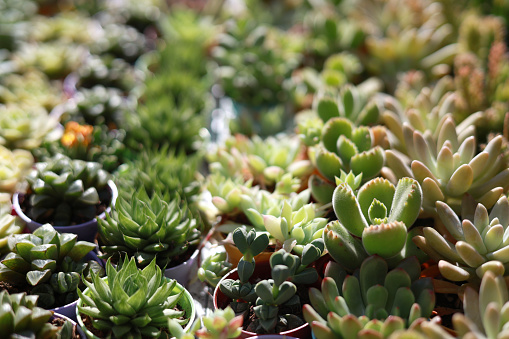 Various types of succulent plants are available for purchase at a plant nursery store
