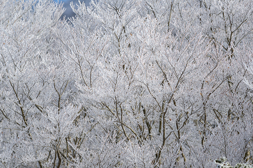 forest with hoarfrost