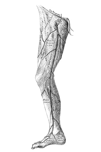 The fascia of the lower extremity on the outer side