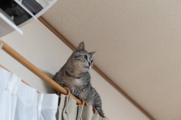 chat grimpant sur rail rideau - curtain tie photos et images de collection