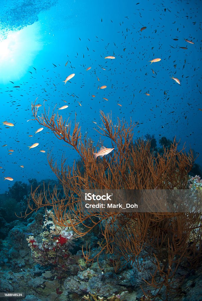 Rara bush Derivar coral negro com Ocycirrhites Typus. - Foto de stock de Beleza natural - Natureza royalty-free