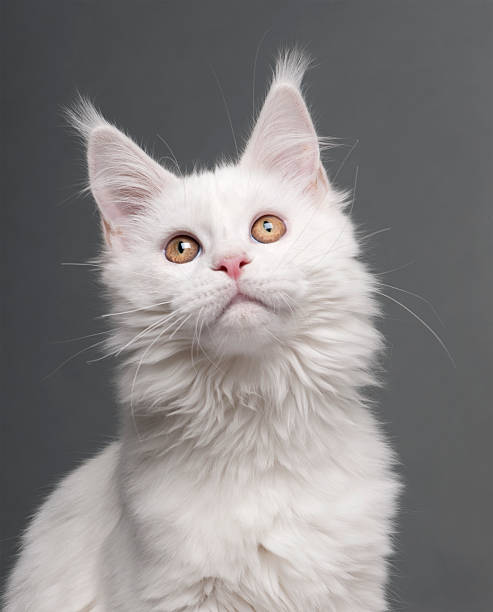 istock Close-up: Maine Coon in front of grey 168848823