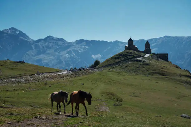 Photo of Stepantsminda village, Kazbegi. Trip to Georgia. Two horses graze in the mountains in summer. A popular tourist destination ergeti Trinity Church