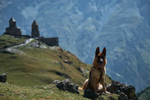 Photo of Hiking with dog. Mountain autumn or summer landscape with animal. Trip to Georgia. German Shepherd at top of peak poses against Gergeti Trinity Church, Stepantsminda village, Kazbegi