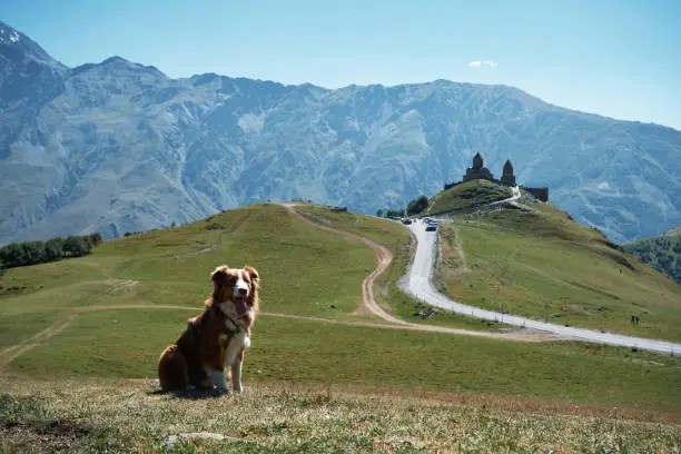 Photo of Hiking with dog. Mountain autumn or summer landscape with animal. Trip to Georgia. Australian Shepherd at peak poses against Gergeti Trinity Church, Stepantsminda village, Kazbegi. Aussie traveler.