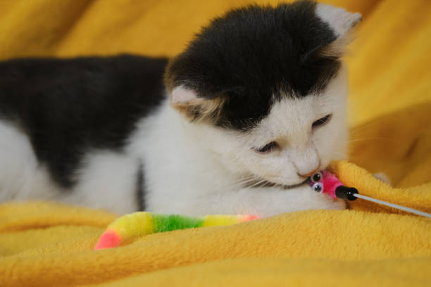 Cozy home background with a pet. A charming cute gray and white kitten is lying on a yellow blanket on the sofa and playing with a striped toy snake. A domestic cat hunts, nibbles and bites prey