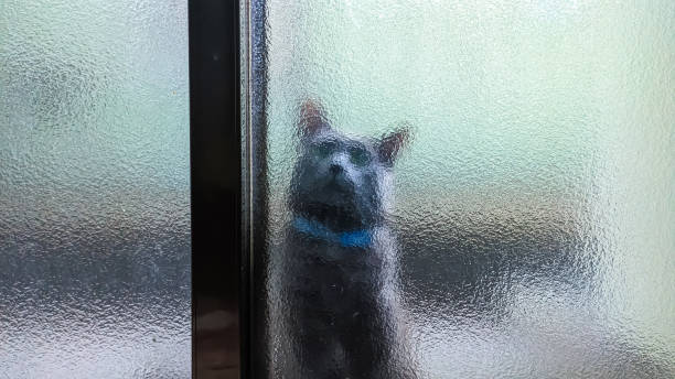 istock Gray cat sitting behind the window 1688501236