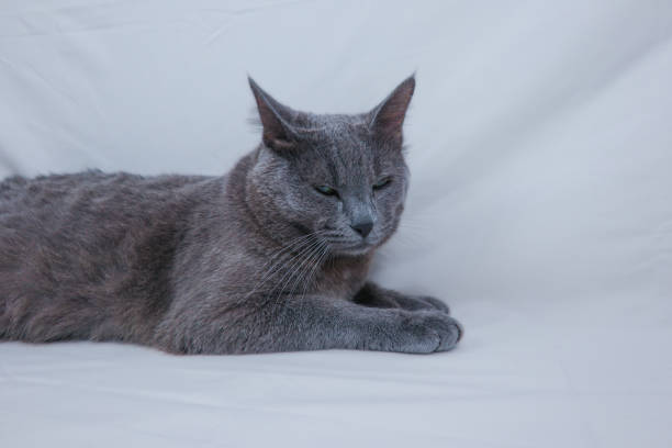 The gray cat sitting with a sleepy face